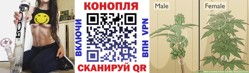 Бошки Шишки марихуана  Шагонар 